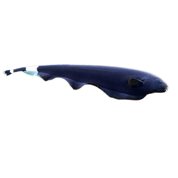 Imagem do peixe Ituí-cavalo